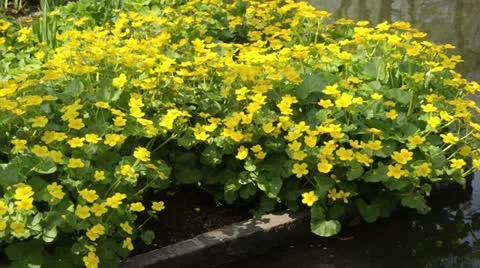 Marsh marigold (Caltha palustris) Stock Footage 14000658