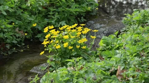 Marsh marigold (Caltha palustris) Stock Footage 14002086