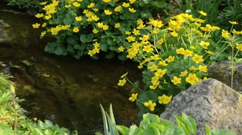 Marsh marigold (Caltha palustris) Stock Footage 14002263