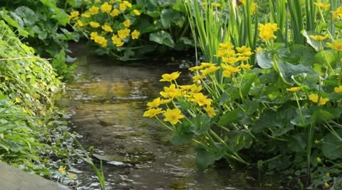 Marsh marigold (Caltha palustris) Stock Footage 14002376