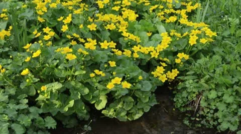 Marsh marigold (Caltha palustris) Stock Footage 14002547