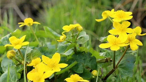 Marsh Marigold (Caltha palustris) Stock Footage 90040250