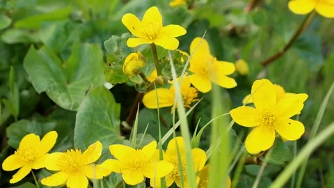 Marsh Marigold (Caltha palustris) Stock Footage 90040262