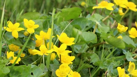 Marsh Marigold (Caltha palustris) Stock Footage 90041729