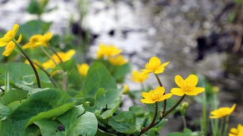 Marsh Marigold (Caltha palustris) Stock Footage 90041733