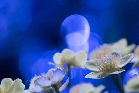 Marsh marigold close up Stock Photos