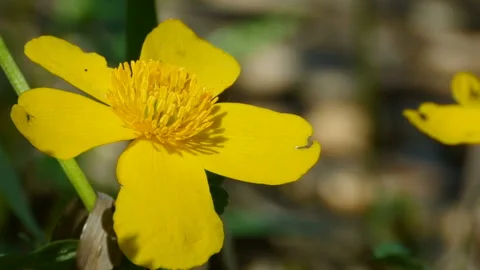 Marsh Marigold Flower Stock Footage 122456329