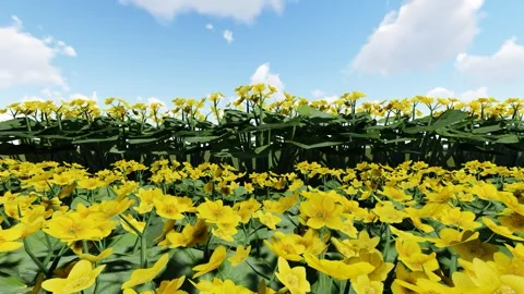 Marsh Marigold Flower Video stock 339693627