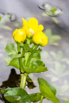 Marsh Marigold flower Stock Photos