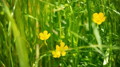 Marsh Marigold Flowers In The Grass Stock Footage 196111375