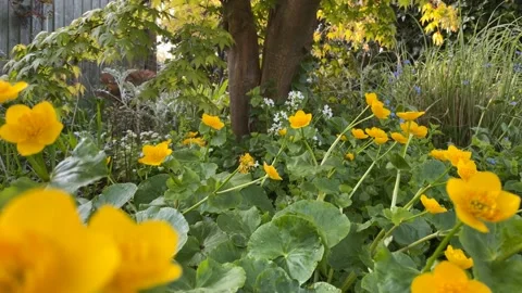 Marsh Marigold Stock Footage 188042938