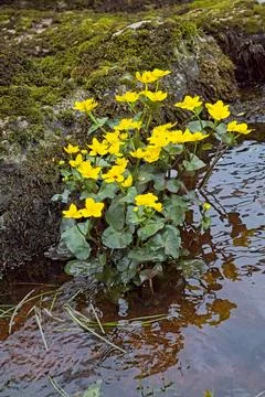 Marsh marigold or kingcup. Stock Photos