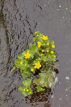 Marsh marigold or kingcup. Stock Photos