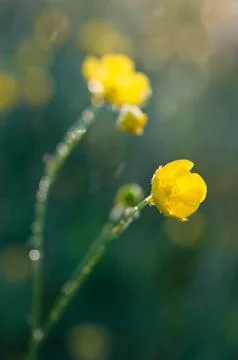 Marsh marigold Stock Photos