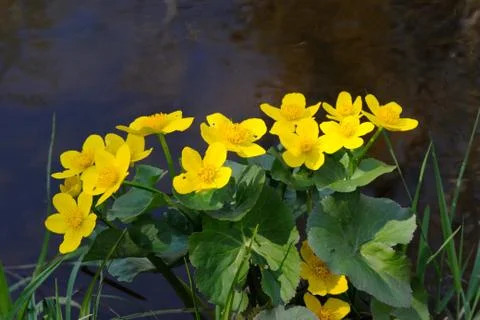 Marsh marigold Stock Photos