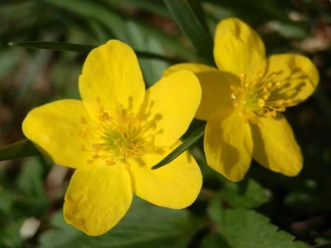 Marsh marigold Foto stock