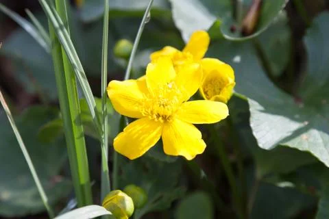Marsh marigold Stock Photos