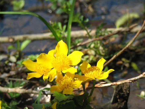 Marsh marigold Stock Photos