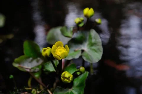 Marsh marigold Stock Photos