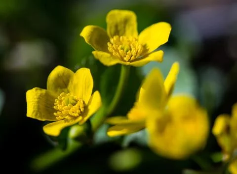Marsh Marigold 库存照片
