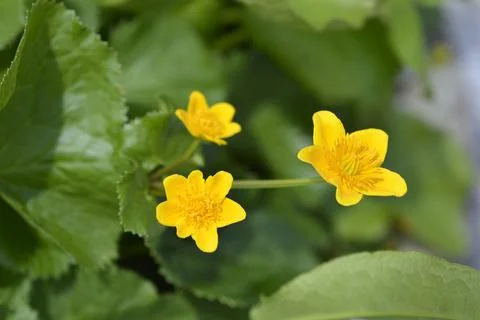 Marsh Marigold Stock Photos