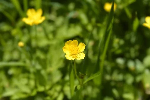Marsh Marigold Stock Photos