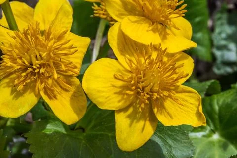 Marsh marigold Foto stock