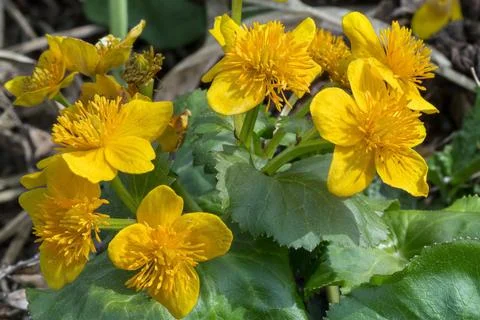 Marsh marigold 스톡 사진