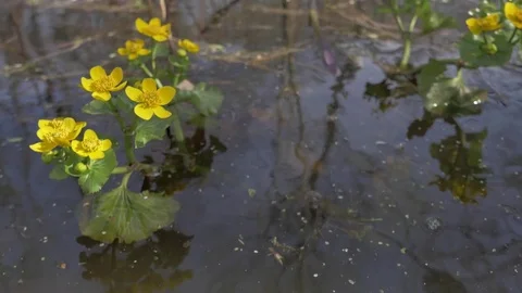 Marsh Marigold. Spring, pond, plant life. 스톡 동영상 77676742