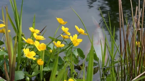 Marsh-marigold, yellow flowers in spring Stock-Footage 239428612