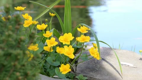 Marsh-marigold, yellow flowers in spring Stock Footage 239428619