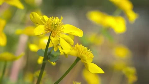 MARSH MARIGOLDS, CLOSE-UP. 4K. Stock Footage 130465228