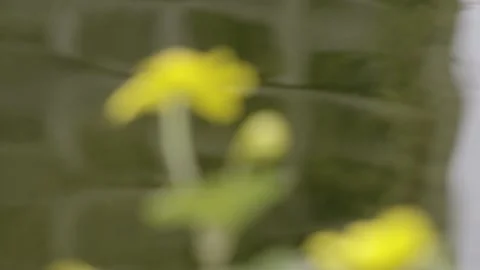 MARSH MARIGOLDS IN GARDEN POND, RACK FOCUS CLOSE-UP. 4K. Stock Footage 130493002