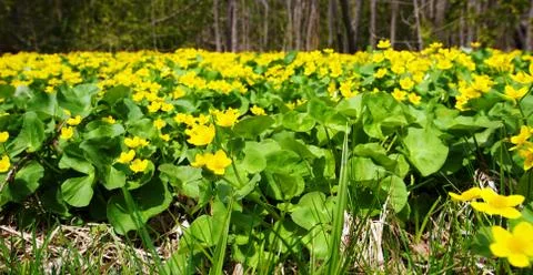 Marsh marigolds. Stock Photos