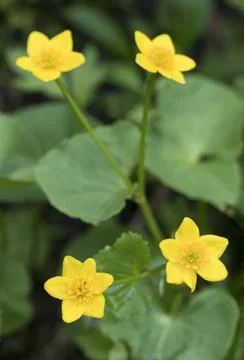 Marsh Marigolds Stock Photos