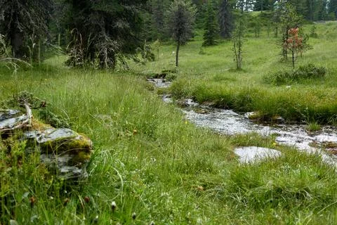 Marsh meadow with stream Stock Photos