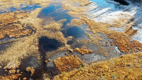 Marsh in the nature reserve. Stock Footage 120795849