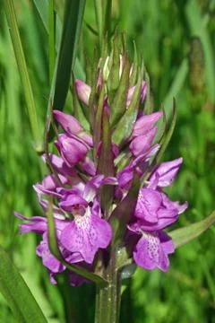 Marsh orchid Stock Photos