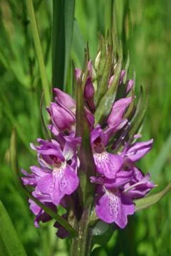 Marsh orchid Stock Photos