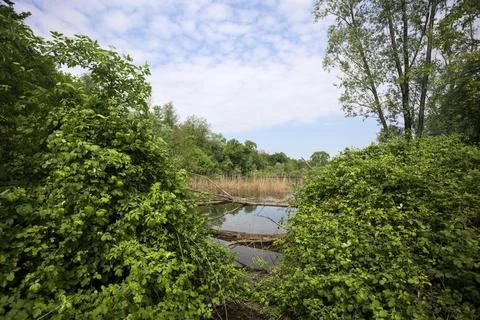 Marsh in a park Stock Photos