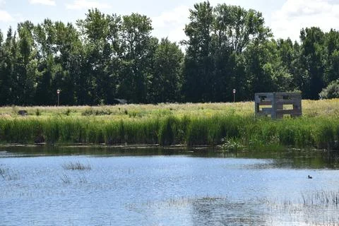 The marsh park in summer Stock Photos