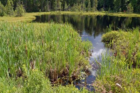Marsh Foto stock