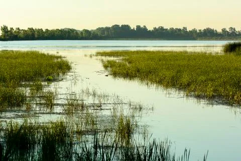 Marsh Stock Photos