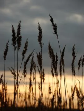 Marsh Stock Photos