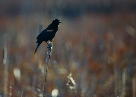 At the marsh 스톡 사진