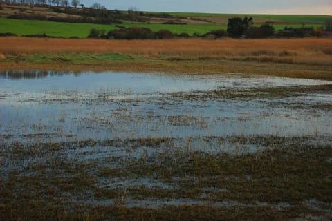 Marsh Stock Photos