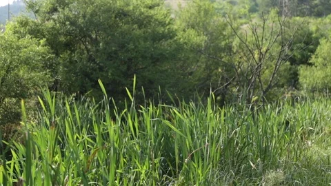Marsh plants Stock-Footage 83492740