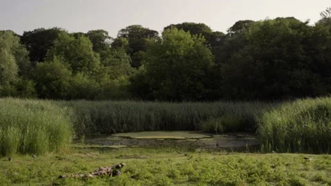 Marsh pond Stock-Footage 133552047