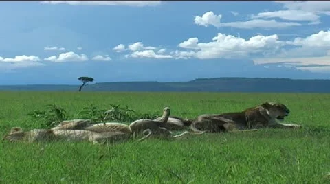 Marsh Pride of Lions Stock Footage 12525439