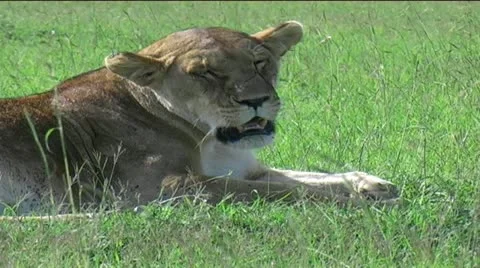 Marsh Pride of Lions Stock Footage 12527383